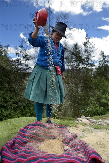 Woman wearing traditional costume drying wheat grains in the wind