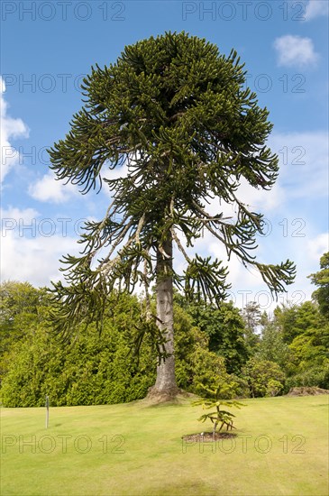 Monkey Puzzle Tree (Araucaria araucana)