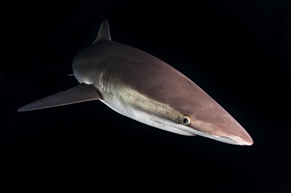 Silky Shark (Carcharhinus falciformis)