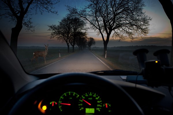 Deer standing in the twilight on the roadside in the headlights of a car