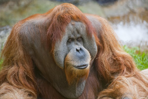 Sumatran Orangutan (Pongo abelii)