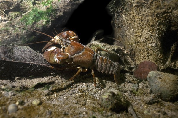 Signal crayfish (Pacifastacus leniusculus) in a mussel field