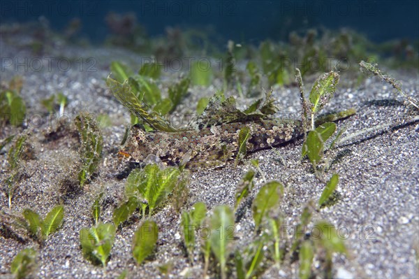 Kuiter's dragonet