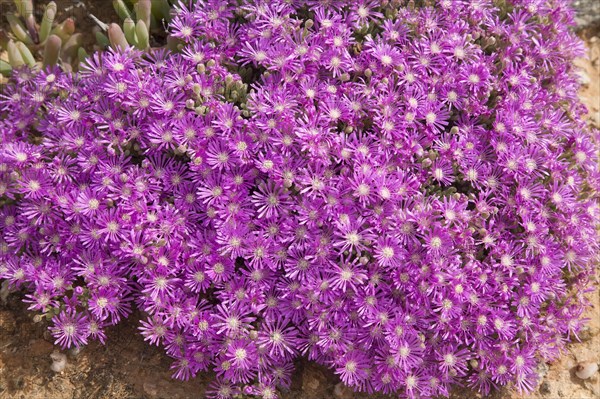 Hairy Dewflower (Drosanthemum hispidum)