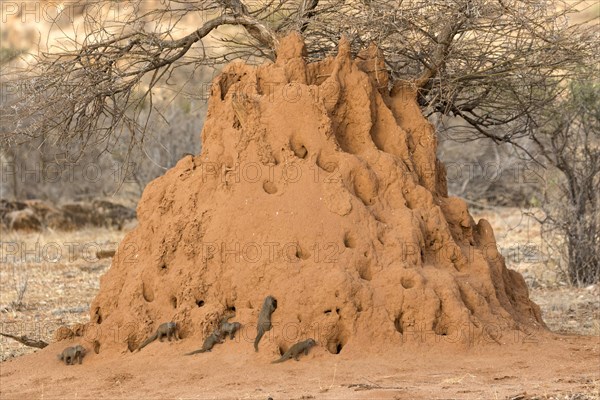 Common Dwarf Mongoose (Helogale parvula) adults and young