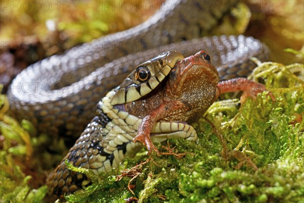 Barred grass snake (Natrix helvetica)