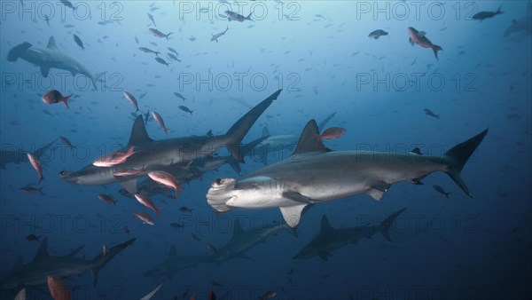 Scalloped Hammerhead Sharks (Sphyrna lewini)
