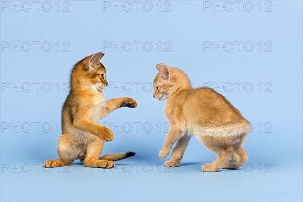 Two Abyssinian kittens