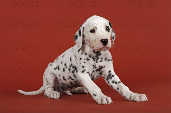 Dalmatian