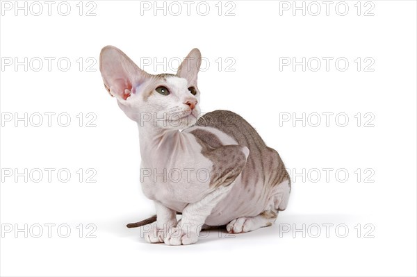 Peterbald kitten