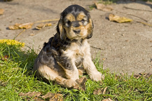 Cocker Spaniel