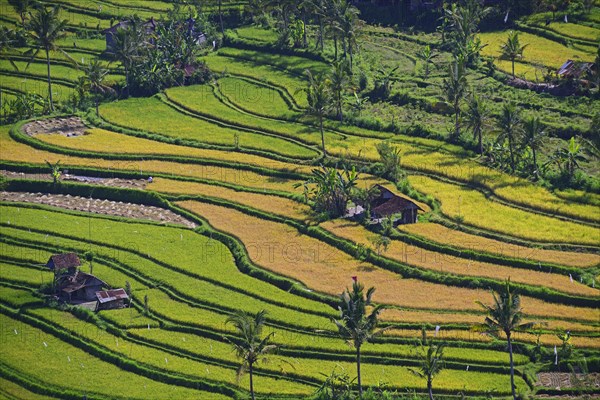 Rice paddies and rice terraces