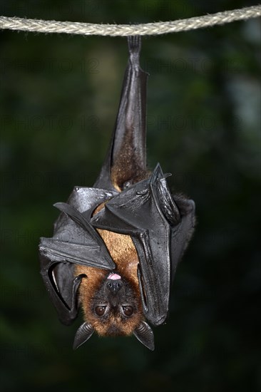 Flying Fox (Pteropus sp.)