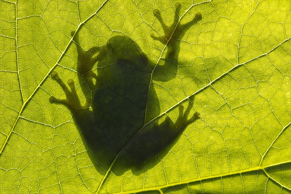 Tree Frog (Hyla arborea)