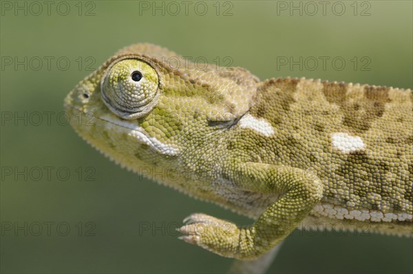 Flap-necked chameleon (Chamaeleo dilepis)