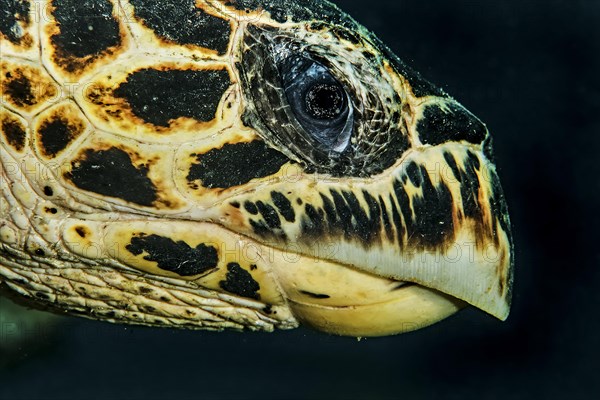 Hawksbill Sea Turtle (Eretmochelys imbricata)