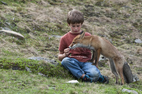 Boy feeding a vixen