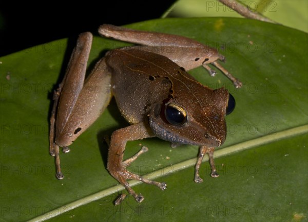 White Madagascar Frog (Gephyromantis luteus)