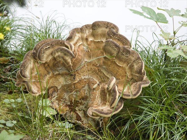 Giant Polypore or Black-staining Polypore (Meripilus giganteus)