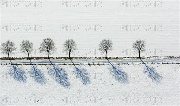 Avenue of trees in the snow