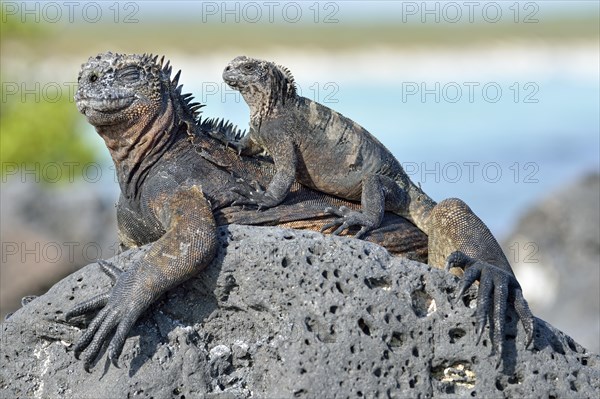 Marine Iguanas (Amblyrhynchus cristatus)