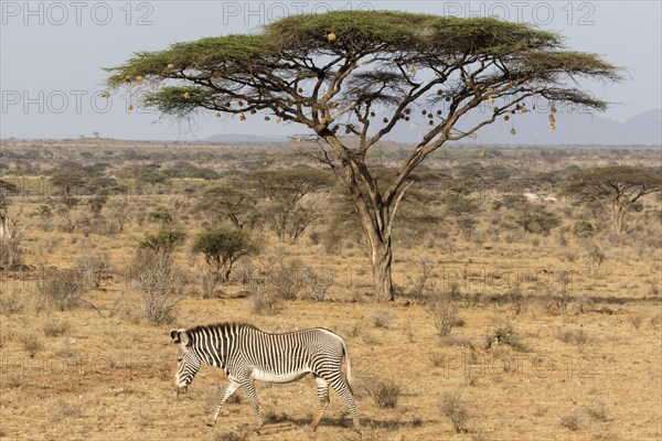 Grevy's Zebra (Equus grevyi)