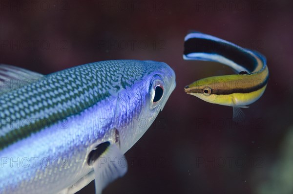 Bluestreak Cleaner Wrasse (Labroides dimidiatus) cleaning Bluestreak Fusilier (Pterocaesio tile)