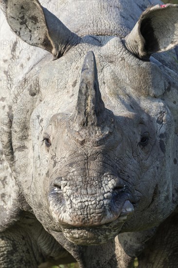 Indian rhinoceros (Rhinoceros unicornis)
