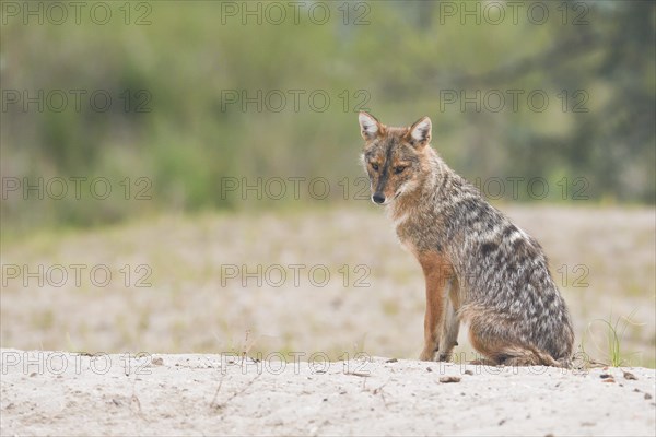 Golden jackal (Canis aureus) sitting on sandy ground