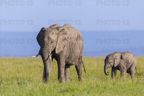 African elephants (Loxodonta africana)