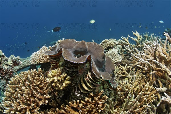 Giant Clam (Tridacna gigas)