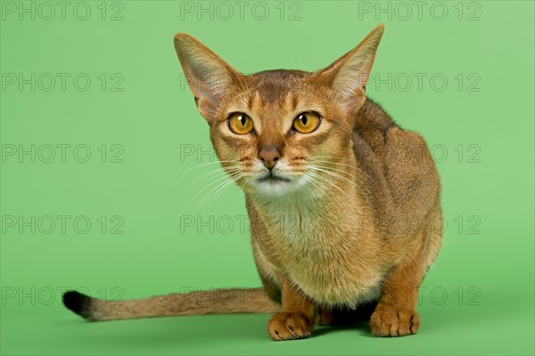 Abyssinian cat