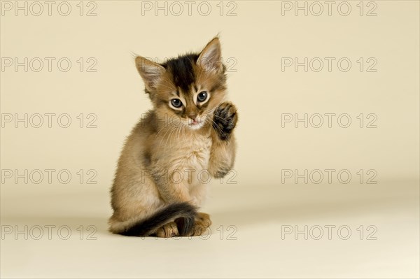 Somali kitten