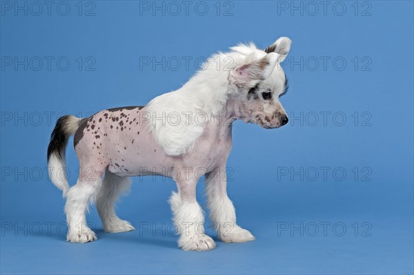 Chinese Crested Dog