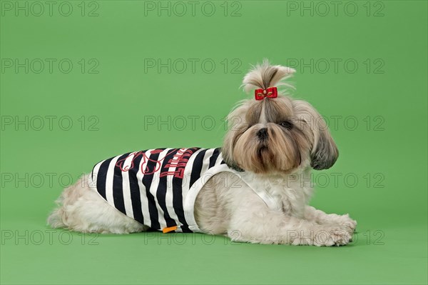 Shih Tzu dog