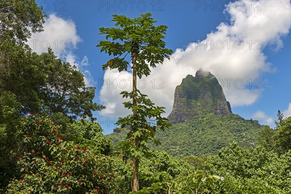 Lush vegetation with flowers and papayas in front of the volcano Mont Tohiea