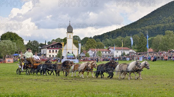 Ten-horse carriage with mini ponies from Neunburg vorm Wald in the Upper Palatinate