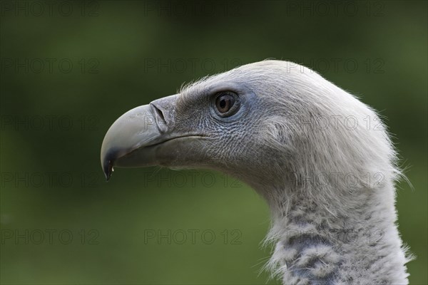 Griffon Vulture (Gyps fulvus)