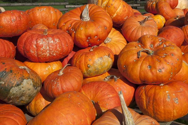 Squashes of the Roter Zentner variety