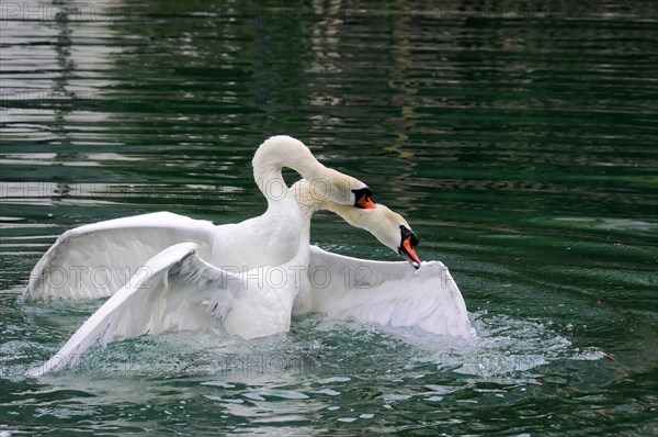 Two Mute Swans (Cygnus olor) fighting