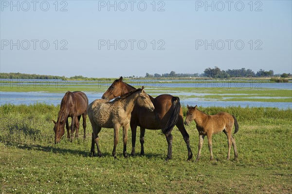 Wild horses in El Rocio