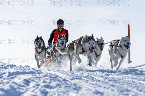 Sled dog racing