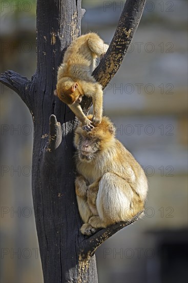 Barbary Macaques (Macaca sylvanus)