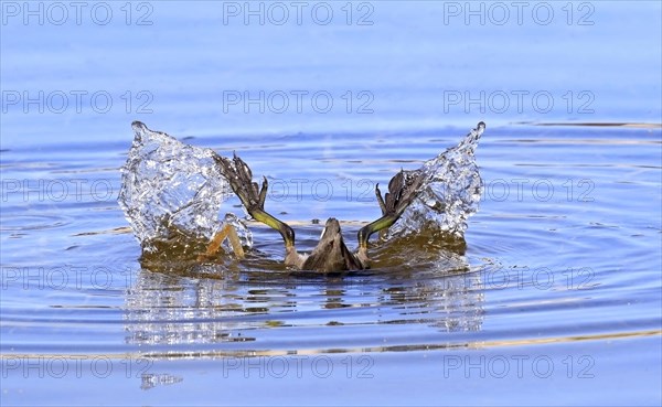 American Coot (Fulica americana) tip feeding