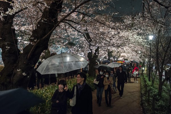 Tourists and Japanese under blossoming cherry foams at night