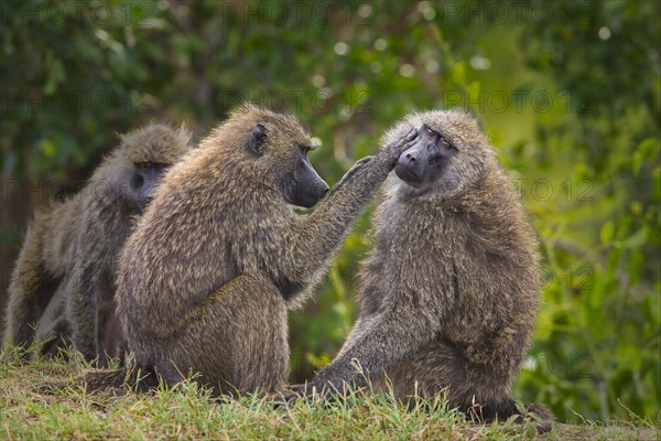 Two olive baboons (Papio anubis) mutual grooming