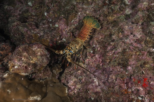 Two Spined Lobster (Panulirus penicillatus)