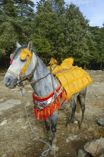 Pure-bred Arab horse