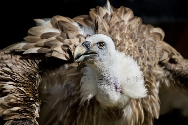 Griffon Vulture (Gyps fulvus)