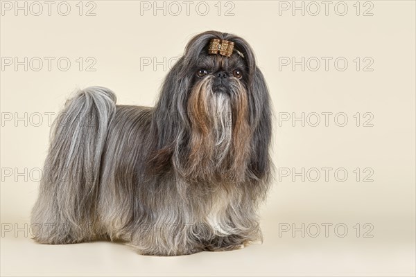 Shih Tzu